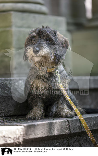 saufarbener Rauhaardackel / female wirehaired Dachshund / MAH-02252