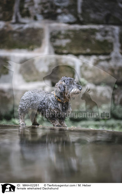 saufarbener Rauhaardackel / female wirehaired Dachshund / MAH-02261