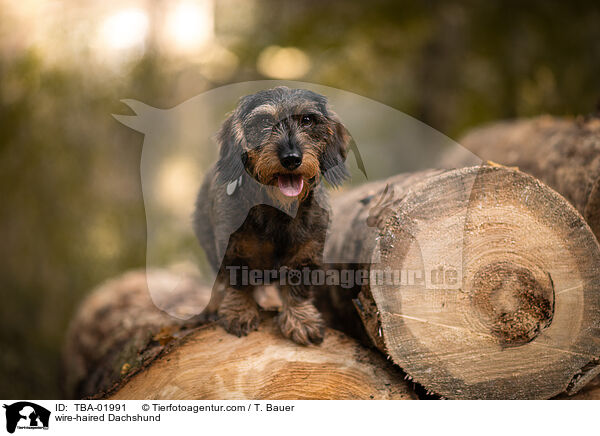 Rauhaardackel / wire-haired Dachshund / TBA-01991