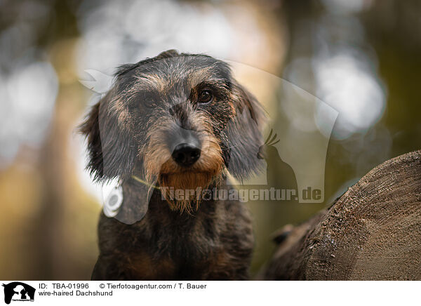 Rauhaardackel / wire-haired Dachshund / TBA-01996