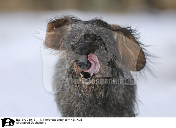 Rauhaardackel / wirehaired Dachshund / BK-01015