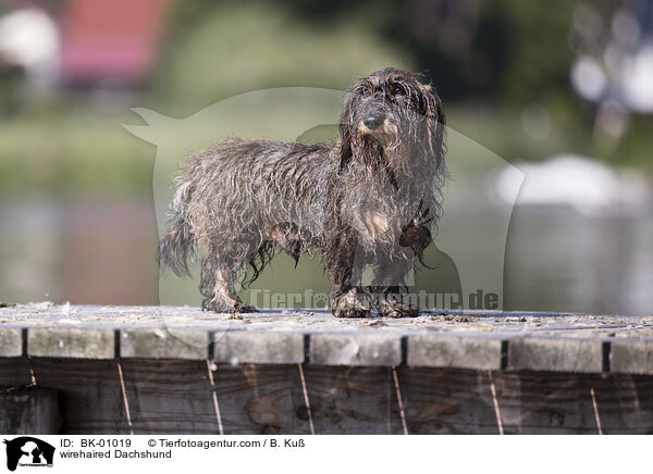 Rauhaardackel / wirehaired Dachshund / BK-01019