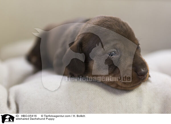 Rauhaardackel Welpe / wirehaired Dachshund Puppy / HBO-05416