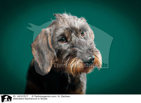 wirehaired Dachshund in Studio / AZ-01517