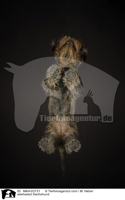 Rauhaardackel / wirehaired Dachshund / MAH-03731