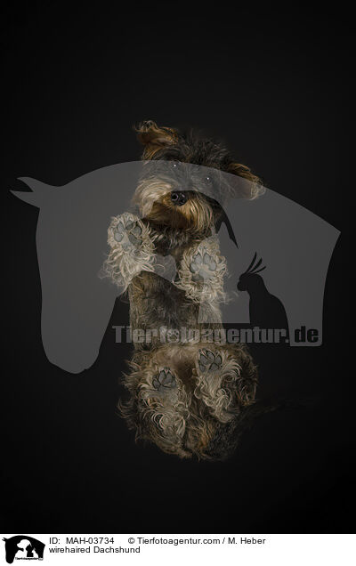 Rauhaardackel / wirehaired Dachshund / MAH-03734