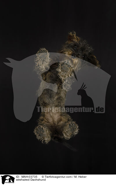 Rauhaardackel / wirehaired Dachshund / MAH-03735