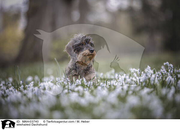 Rauhaardackel / wirehaired Dachshund / MAH-03740