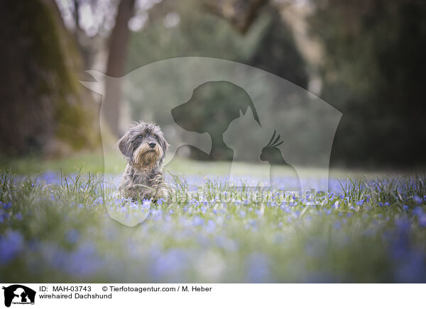 Rauhaardackel / wirehaired Dachshund / MAH-03743