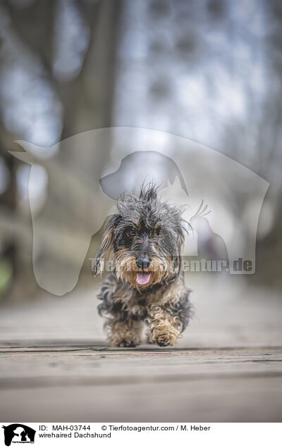 Rauhaardackel / wirehaired Dachshund / MAH-03744