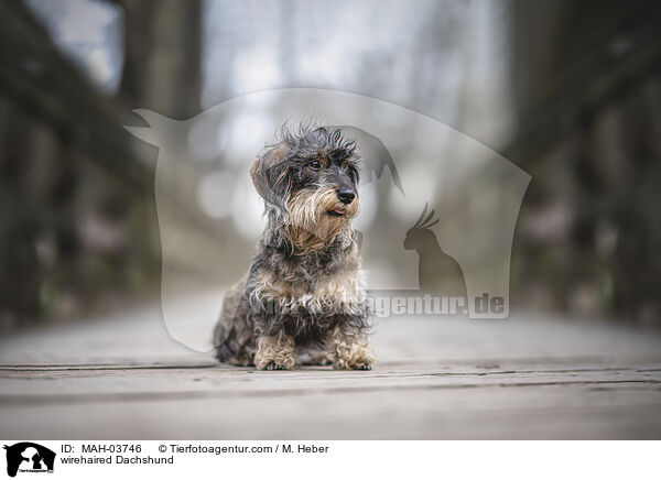 Rauhaardackel / wirehaired Dachshund / MAH-03746