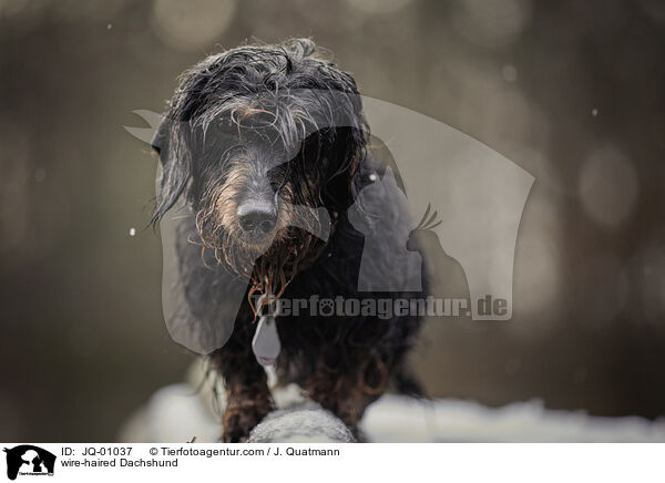 Rauhaardackel / wire-haired Dachshund / JQ-01037