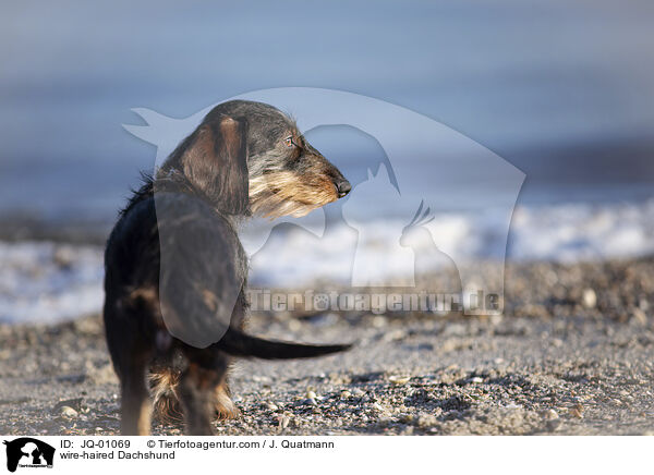 Rauhaardackel / wire-haired Dachshund / JQ-01069