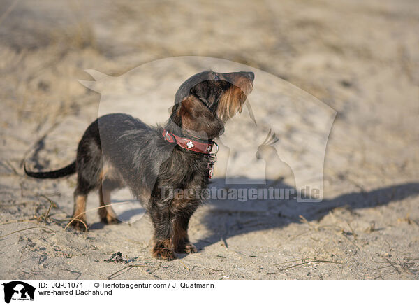 Rauhaardackel / wire-haired Dachshund / JQ-01071