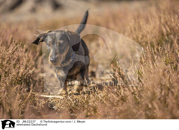 Rauhaardackel / wirehaired Dachshund / JM-22237