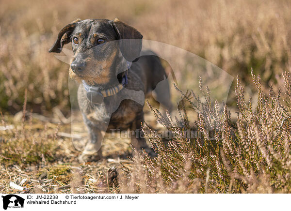 Rauhaardackel / wirehaired Dachshund / JM-22238