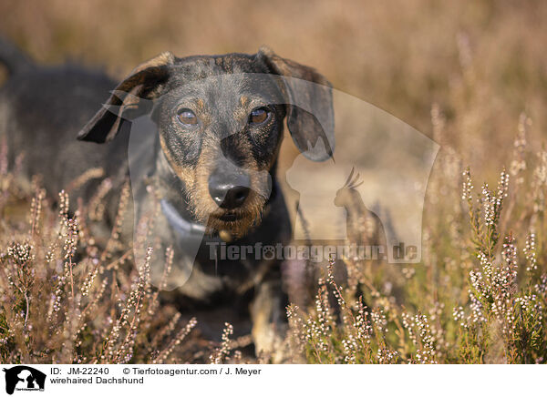 Rauhaardackel / wirehaired Dachshund / JM-22240