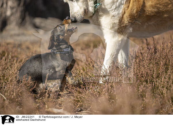 wirehaired Dachshund / JM-22241