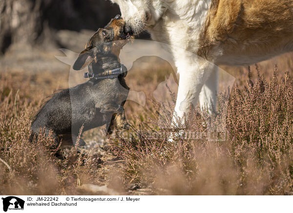 Rauhaardackel / wirehaired Dachshund / JM-22242