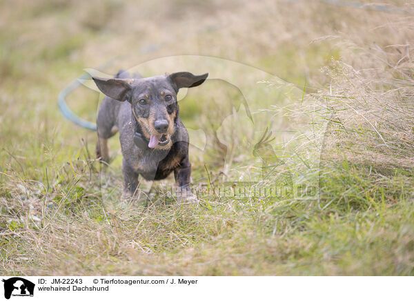 wirehaired Dachshund / JM-22243