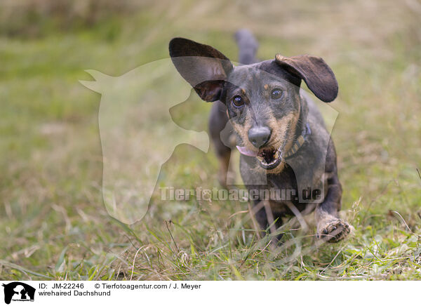 wirehaired Dachshund / JM-22246