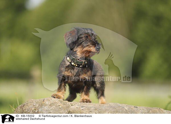 Rauhaardackel / wirehaired Dachshund / KB-15002