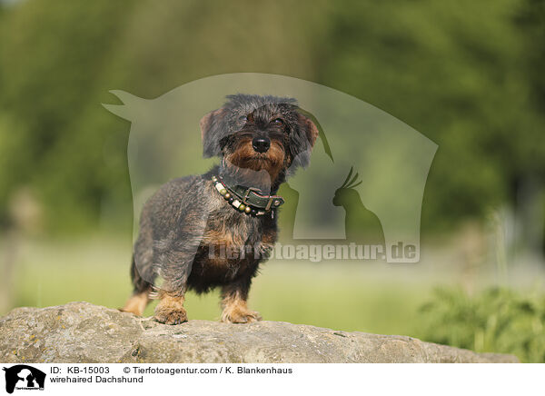 Rauhaardackel / wirehaired Dachshund / KB-15003