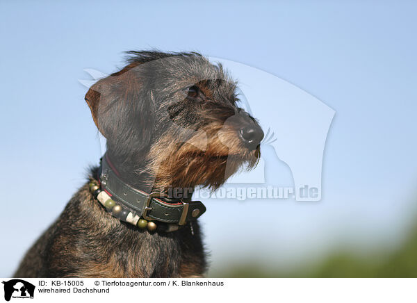 Rauhaardackel / wirehaired Dachshund / KB-15005