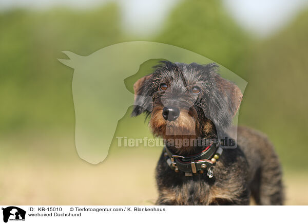 wirehaired Dachshund / KB-15010