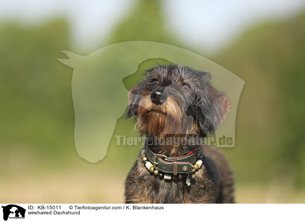 wirehaired Dachshund / KB-15011