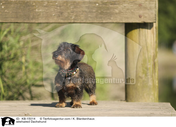 wirehaired Dachshund / KB-15014