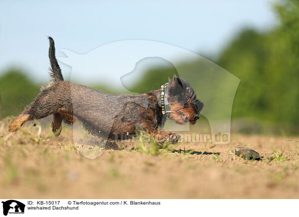 Rauhaardackel / wirehaired Dachshund / KB-15017