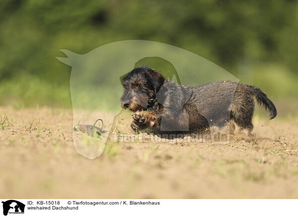 Rauhaardackel / wirehaired Dachshund / KB-15018