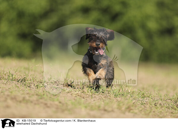 wirehaired Dachshund / KB-15019