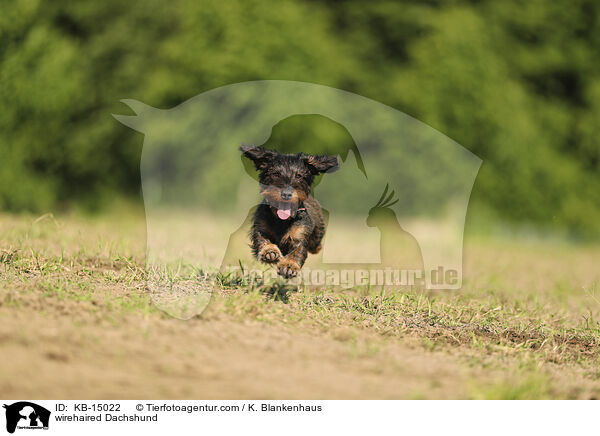 Rauhaardackel / wirehaired Dachshund / KB-15022