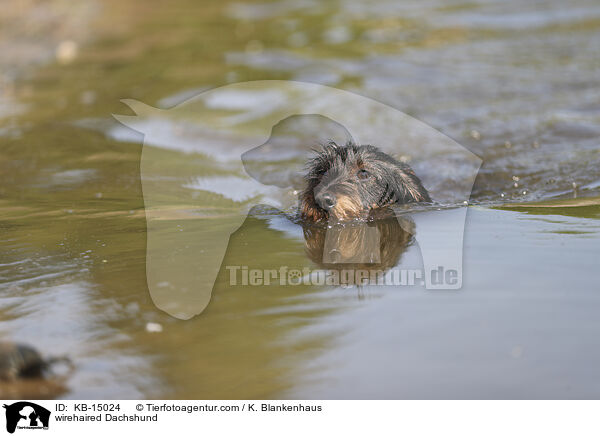 wirehaired Dachshund / KB-15024