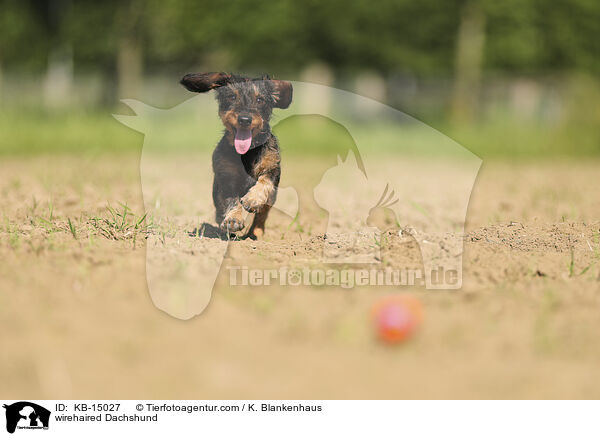 Rauhaardackel / wirehaired Dachshund / KB-15027