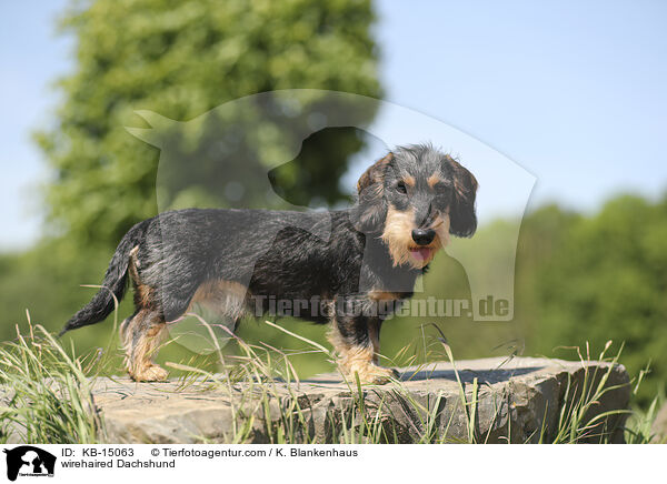 wirehaired Dachshund / KB-15063