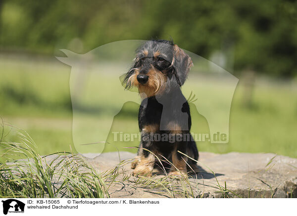 wirehaired Dachshund / KB-15065