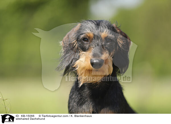 wirehaired Dachshund / KB-15066