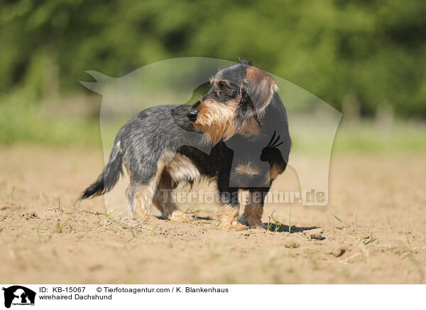 wirehaired Dachshund / KB-15067