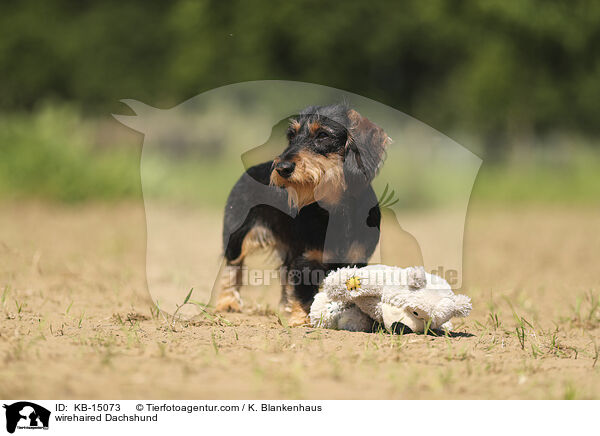 wirehaired Dachshund / KB-15073