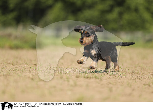 wirehaired Dachshund / KB-15074