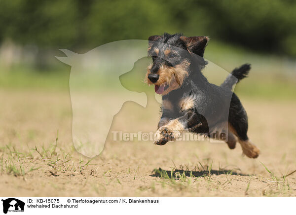 wirehaired Dachshund / KB-15075