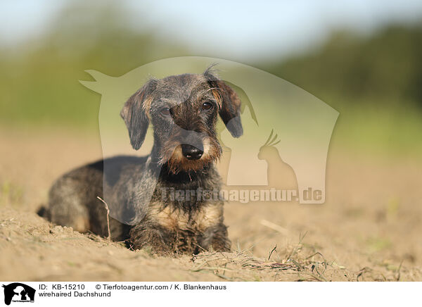 Rauhaardackel / wirehaired Dachshund / KB-15210