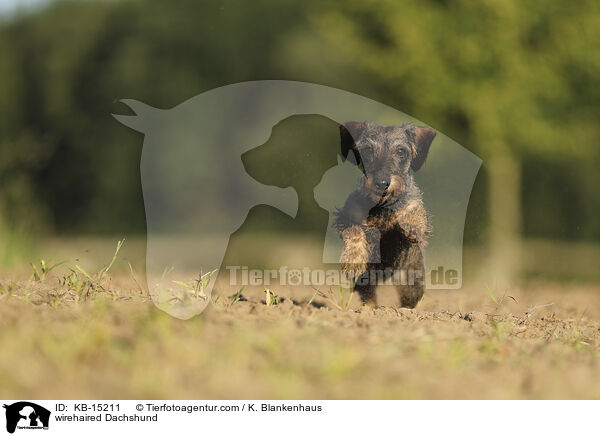 wirehaired Dachshund / KB-15211