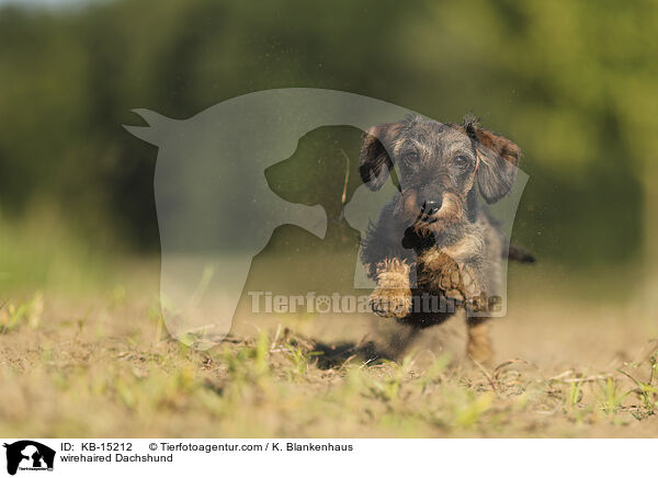 Rauhaardackel / wirehaired Dachshund / KB-15212