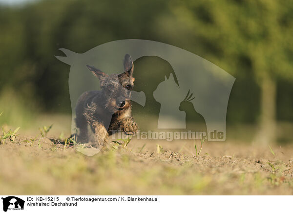 wirehaired Dachshund / KB-15215