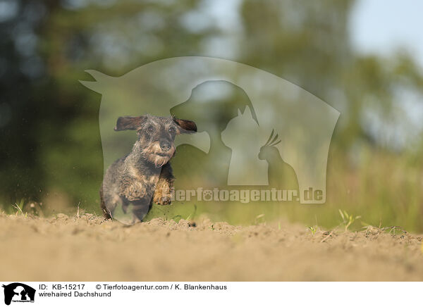 Rauhaardackel / wirehaired Dachshund / KB-15217