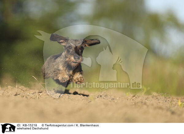 Rauhaardackel / wirehaired Dachshund / KB-15218